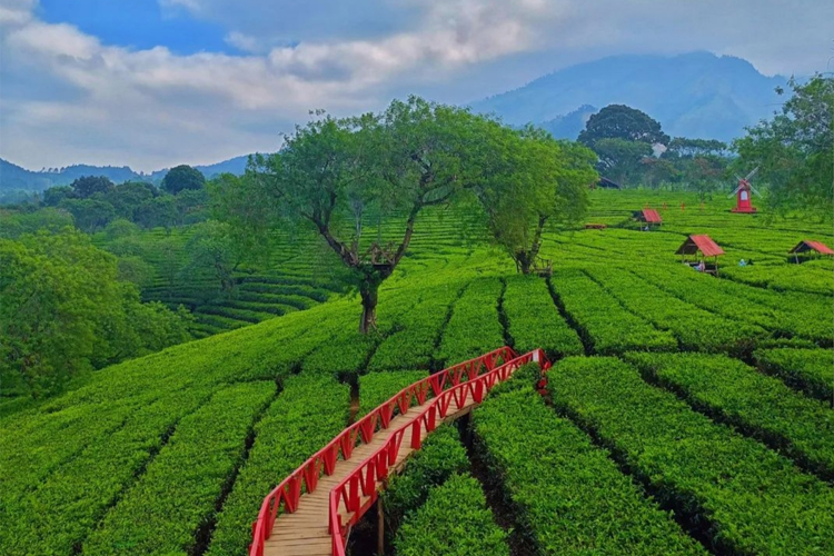 Kebun Teh — Hamparan hijau